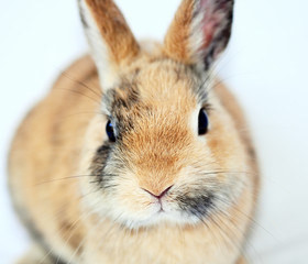 hase