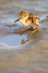 Black-Winged Stilt