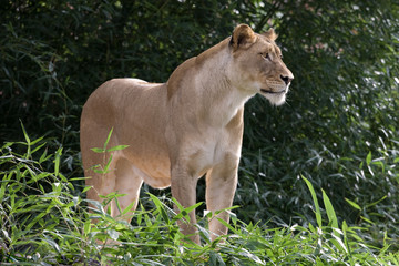 Female Lion Looking Into distance