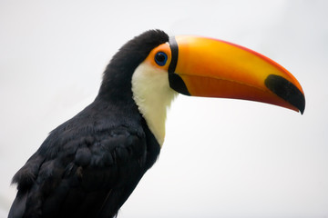 Toucan with orange beak