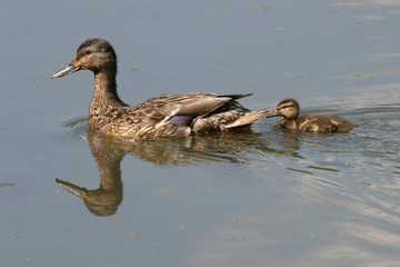 Mother duck with baby duck