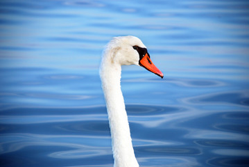 Fototapeta premium Cigno bianco