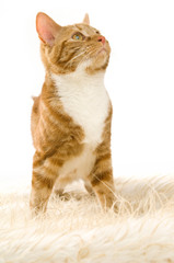 Ginger cat isolated on a white background