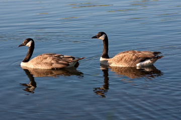 Canada Geese in Water