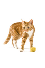 Obraz premium Ginger cat isolated on a white background