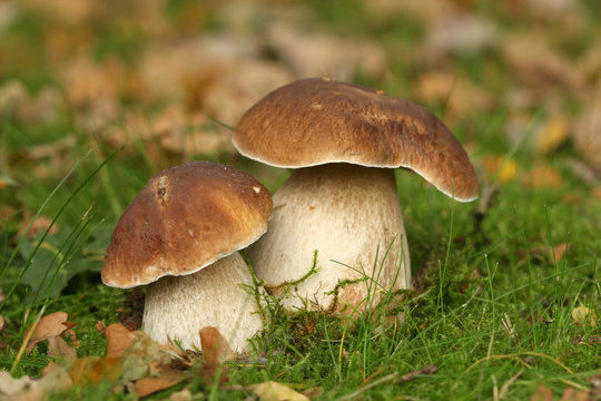 Two brown mushrooms in the grass