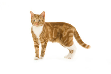 Ginger cat isolated on a white background