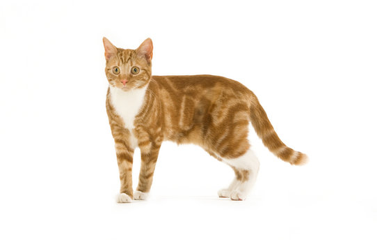 Ginger Cat Isolated On A White Background