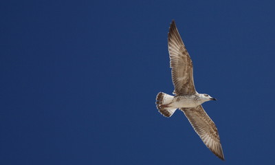 Möve am Himmel und fliegt