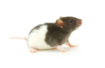 rat