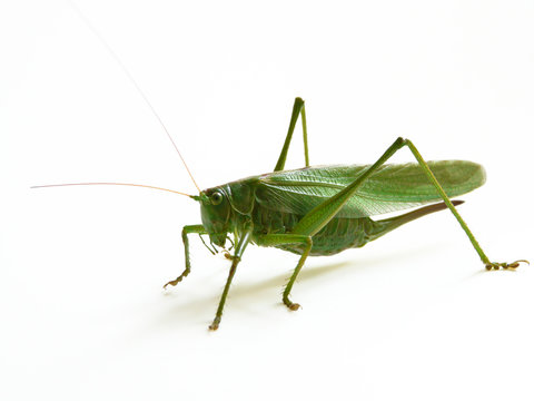 Tettigoniidae Images – Browse 17,830 Stock Photos, Vectors, and Video