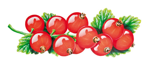 Johannisbeeren