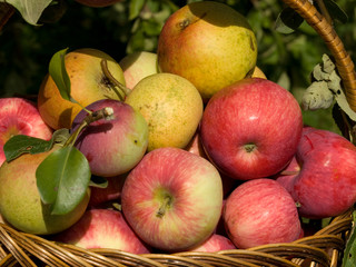apple,fruit, pear,