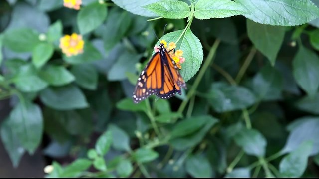 papillon monarque