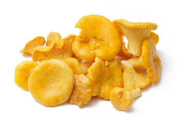 Chanterelle mushroom