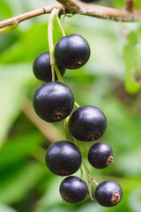 Berries of a black currant
