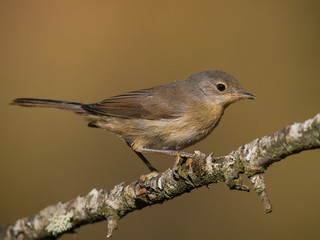 Curruca carrasqueña
