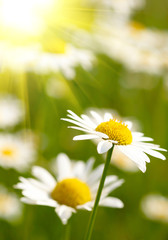 Obraz na płótnie Canvas White and yellow daisies.