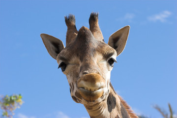 Giraffe