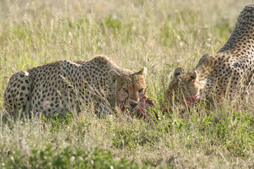Cheetah (Acinonyx jubatus)