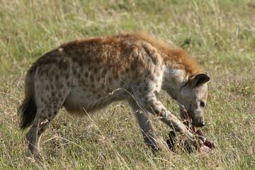 Spotted hyena (Crocuta crocuta)
