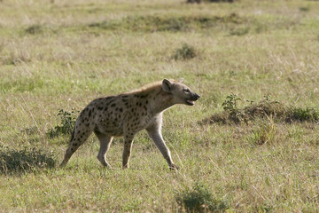 Naklejka na ściany i meble Spotted hyena (Crocuta crocuta)