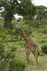 Naklejka na ściany i meble Giraffe (Giraffa camelopardalis)