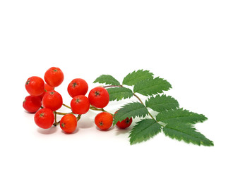 Red Rowan-berry