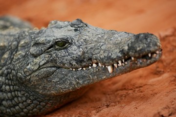 sourire crocodilien