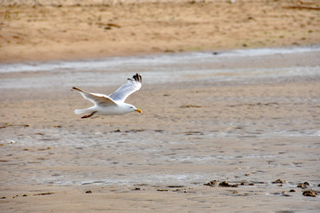 L'envol d'une mouette