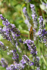 lavande butinée