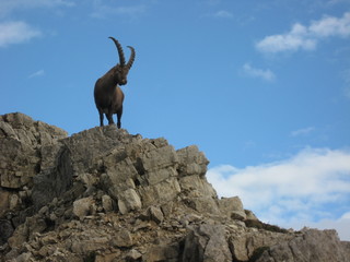 Steinbock