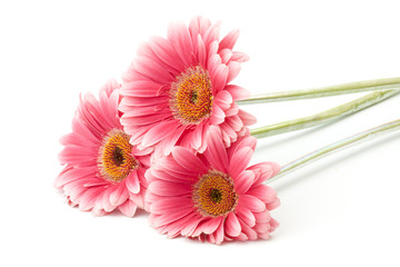 Gerberas isolated on white background