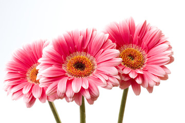 Gerberas