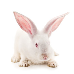 Obraz premium rabbit