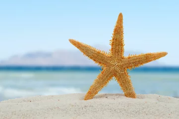 Crédence de cuisine en verre imprimé Été Starfish on the beach