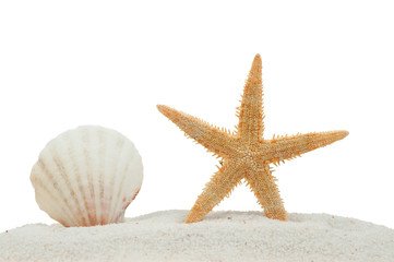 sea shell and starfish on sand isolated