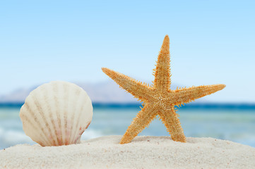 Fototapeta na wymiar Sea shell and starfish on the beach