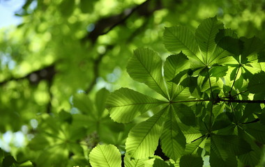 butternut as a background