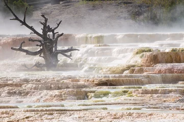 Deurstickers Natuurpark Mammoet hete lente, Yellowstone National Park