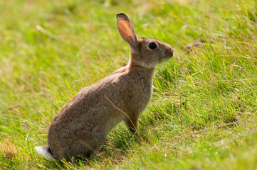 Wild Rabbit