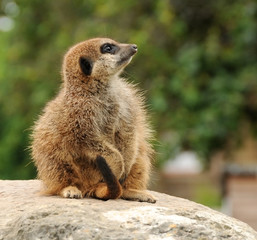 Fototapeta premium Young meerkat