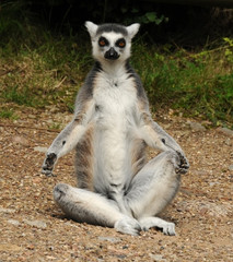 Lemur sitting in sun