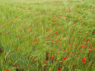 Fototapeta premium Fresh young barley field