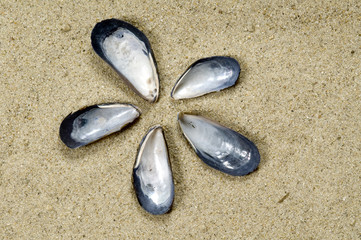 Fototapeta na wymiar Shell flower on sand