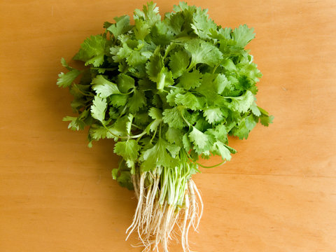 Fresh green coriander on the wooden table.