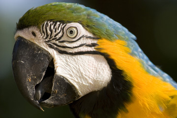 Beautiful Macaw Parrot, Guacamaya, Ara ararauna portrait  in the wild, Yumka Park, Mexico, Tabasco, Villahermosa