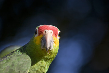 Green parrot, perico, Amazona autumnalis , loro cariamarillo, parakeet, in the wild, Villahermosa,...