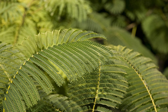 Ferns,Pterophyta,Helechos,PATTERN