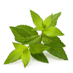 mint leaves isolated on white